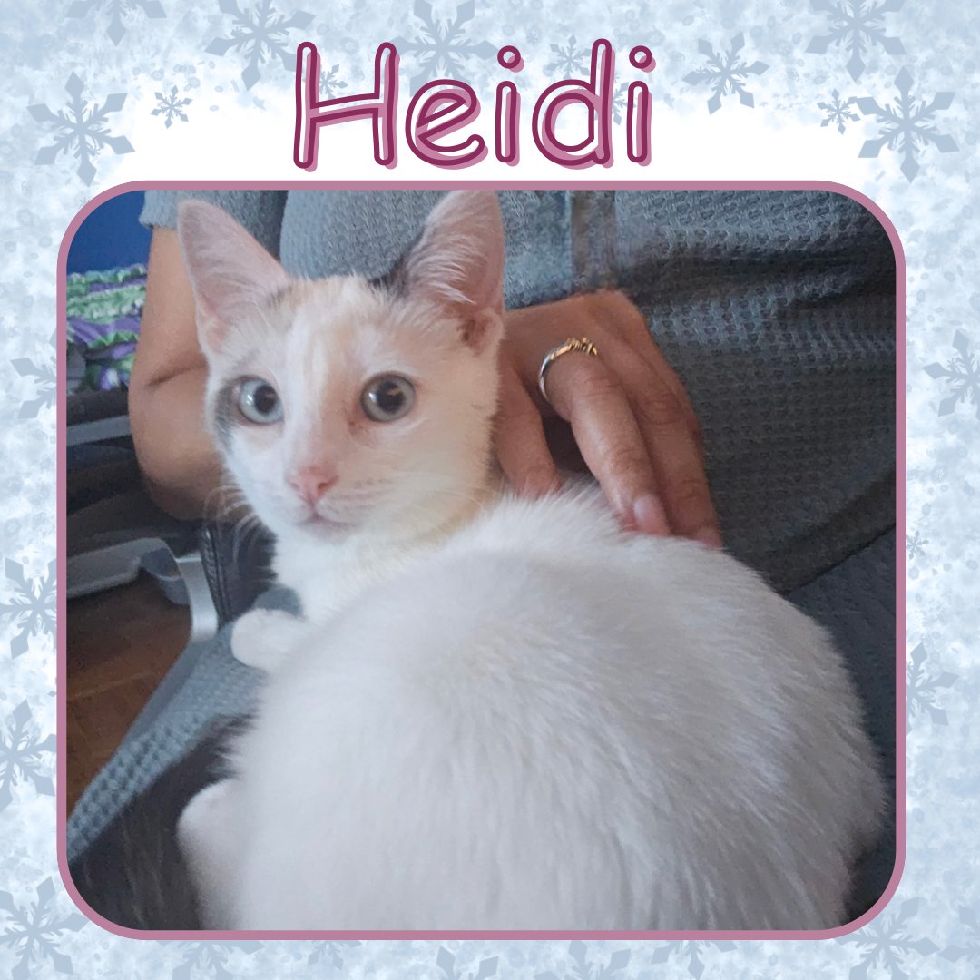 HEIDI - Domestic Short Hair available for adoption