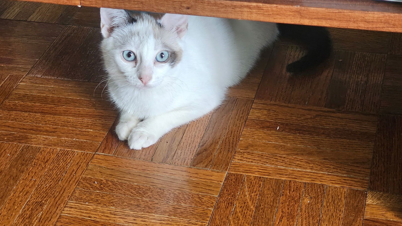 HEIDI - Domestic Short Hair available for adoption