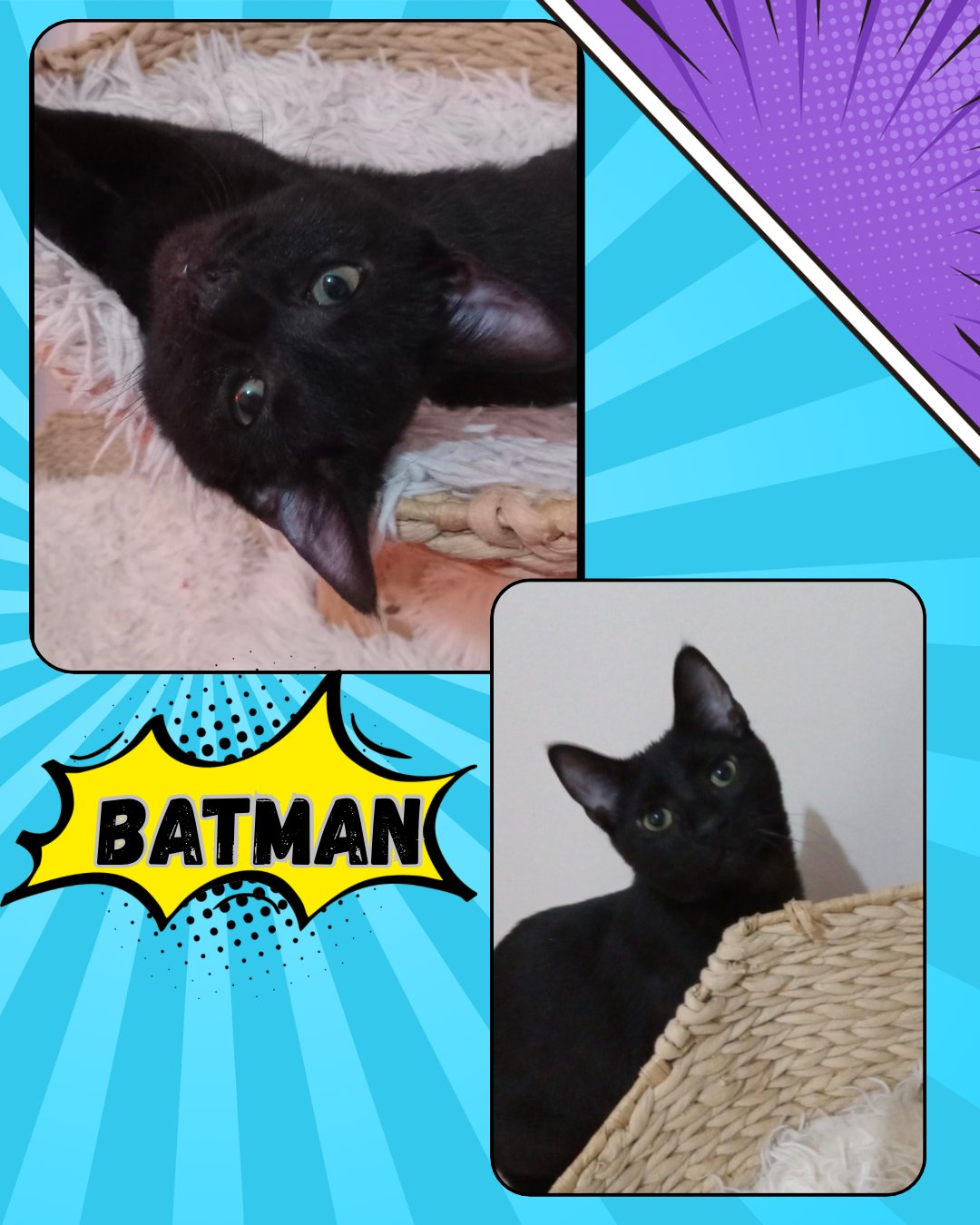 BATMAN - Tabby available for adoption
