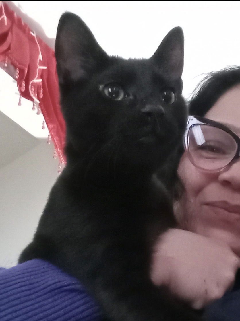 BATMAN - Tabby available for adoption