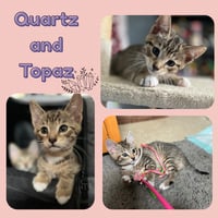 Quartz and Topaz of the Purring Gemstone Litter! - Photo 3