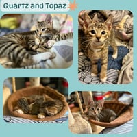 Quartz and Topaz of the Purring Gemstone Litter! - Photo 5