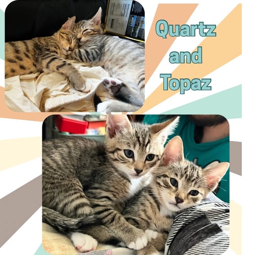 QUARTZ AND TOPAZ OF THE PURRING GEMSTONE LITTER! - Domestic Short Hair available for adoption