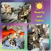 Quartz and Topaz of the Purring Gemstone Litter! - Photo 4