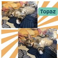 Quartz and Topaz of the Purring Gemstone Litter! - Photo 6