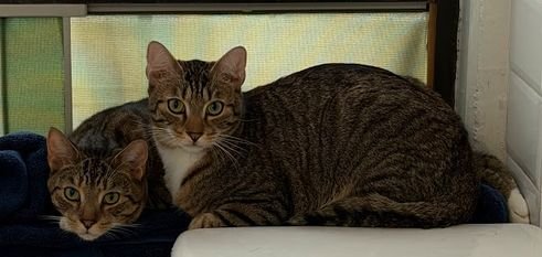 QUARTZ AND TOPAZ OF THE PURRING GEMSTONE LITTER! - Domestic Short Hair for adoption in Yonkers