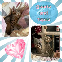 Quartz and Topaz of the Purring Gemstone Litter! - Photo 7