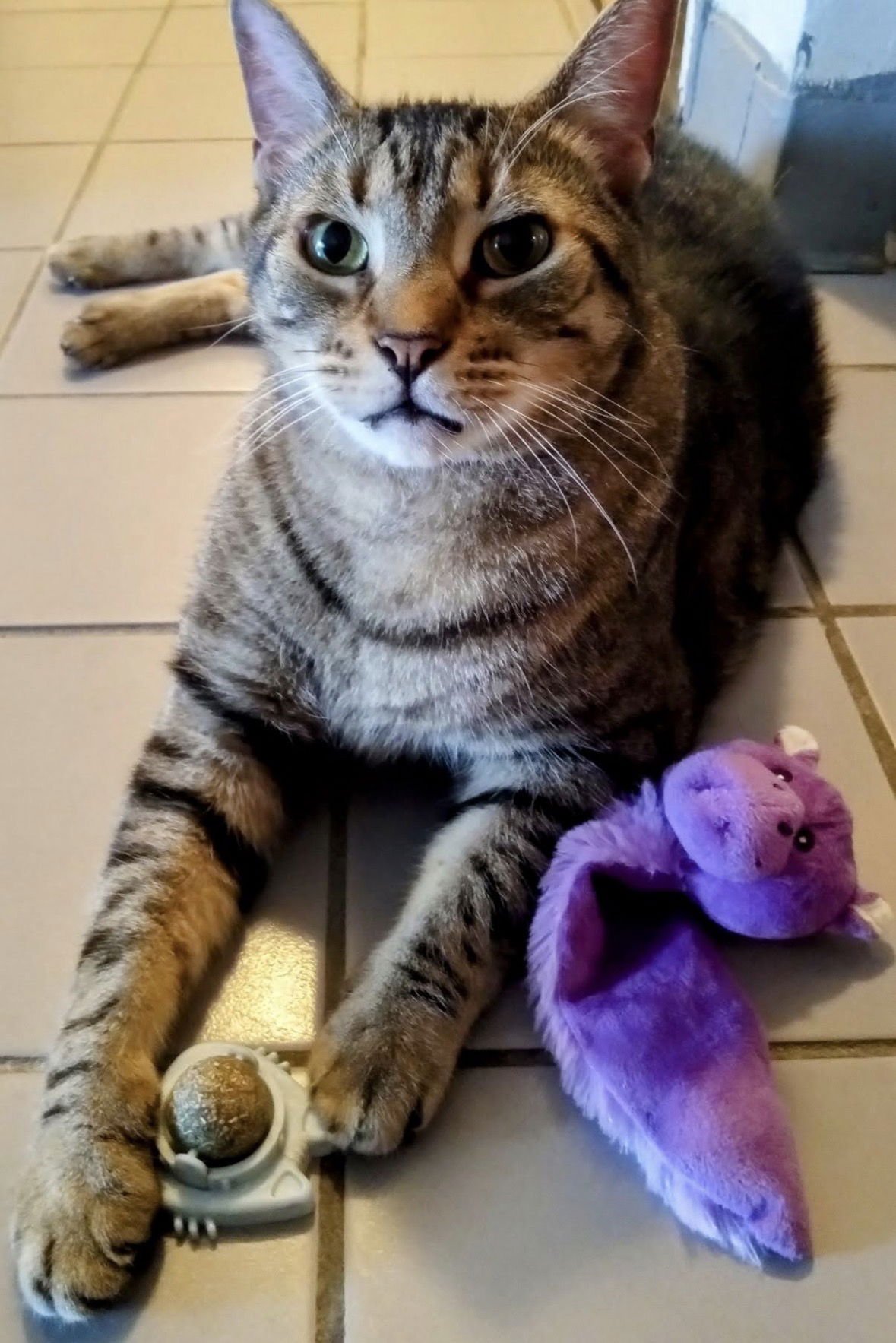 BUDDY - Domestic Short Hair available for adoption