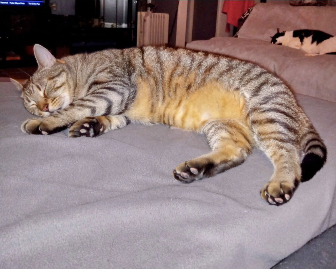 BUDDY - Domestic Short Hair available for adoption