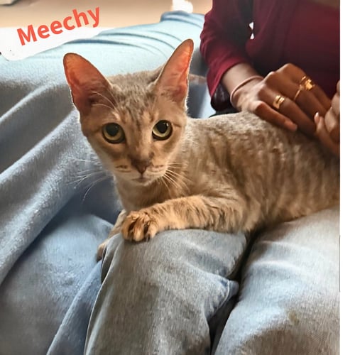 MEECHY - American Shorthair available for adoption