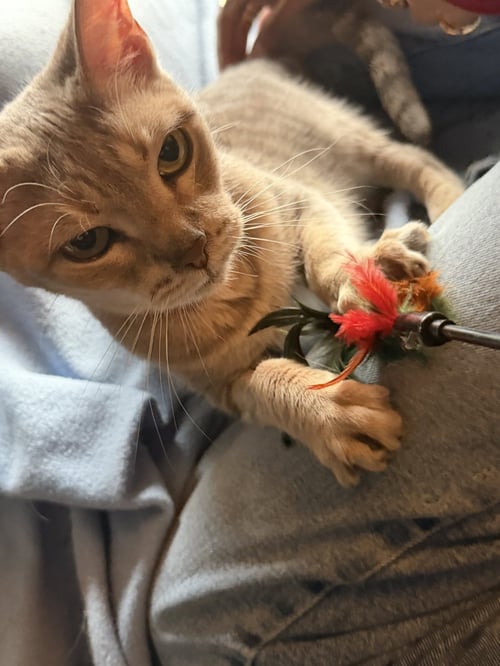 MEECHY - American Shorthair available for adoption