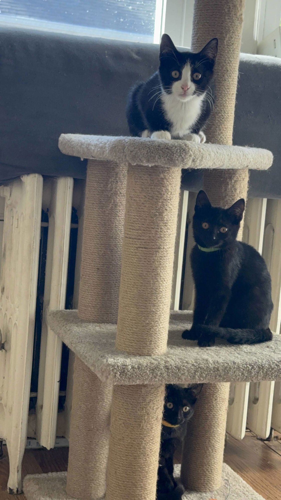 MOCHA AND LATTE - Domestic Short Hair available for adoption