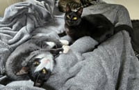 Mocha and Latte - Photo 4
