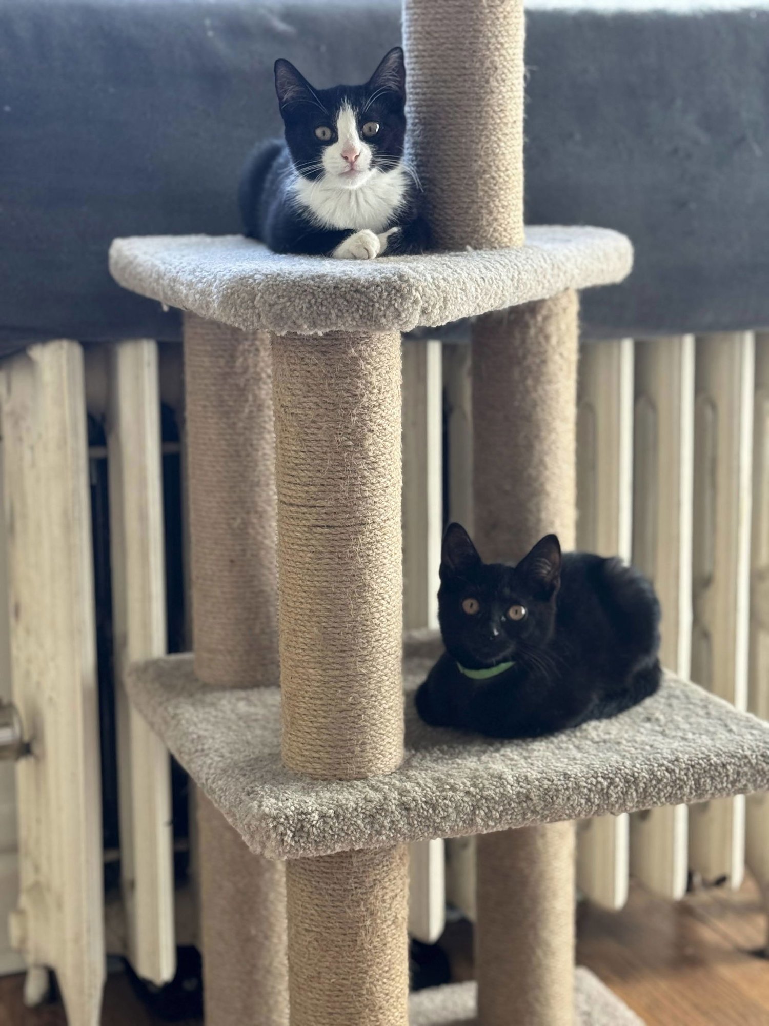 Mocha and Latte - Photo 3