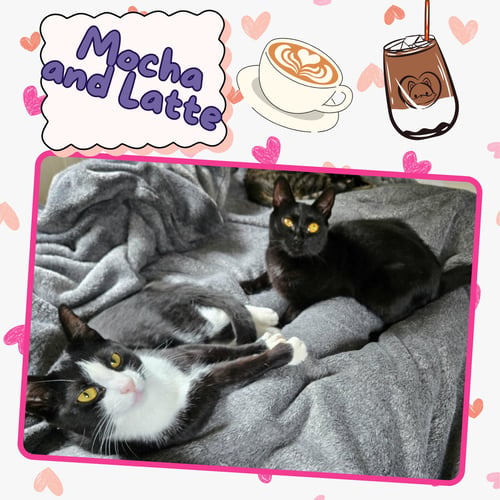 MOCHA AND LATTE - Domestic Short Hair available for adoption