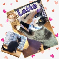Mocha and Latte - Photo 2