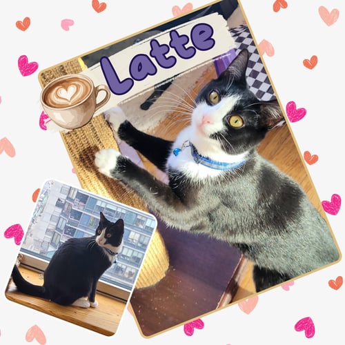 MOCHA AND LATTE - Domestic Short Hair available for adoption
