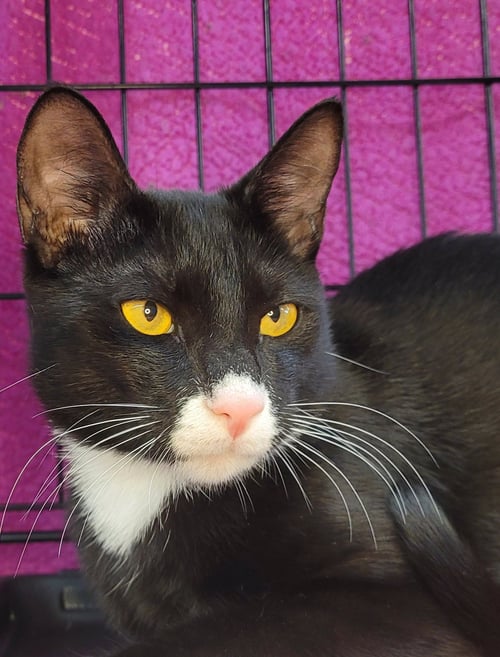 ROMEO - Domestic Short Hair available for adoption