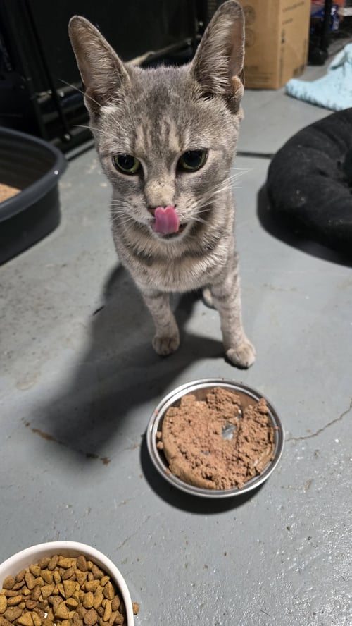 ARIELLE - American Shorthair available for adoption