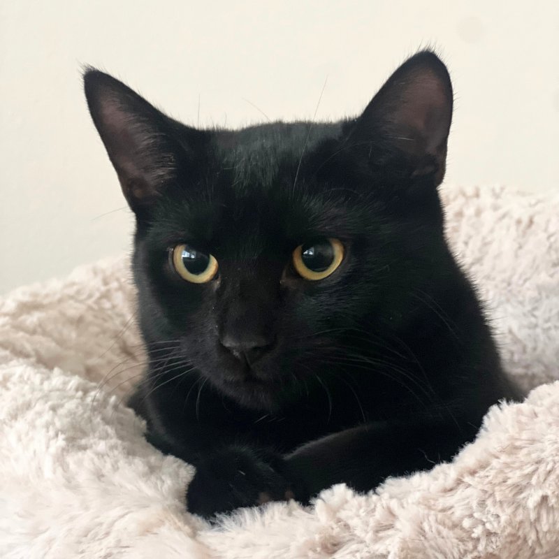 THEO - Domestic Short Hair available for adoption