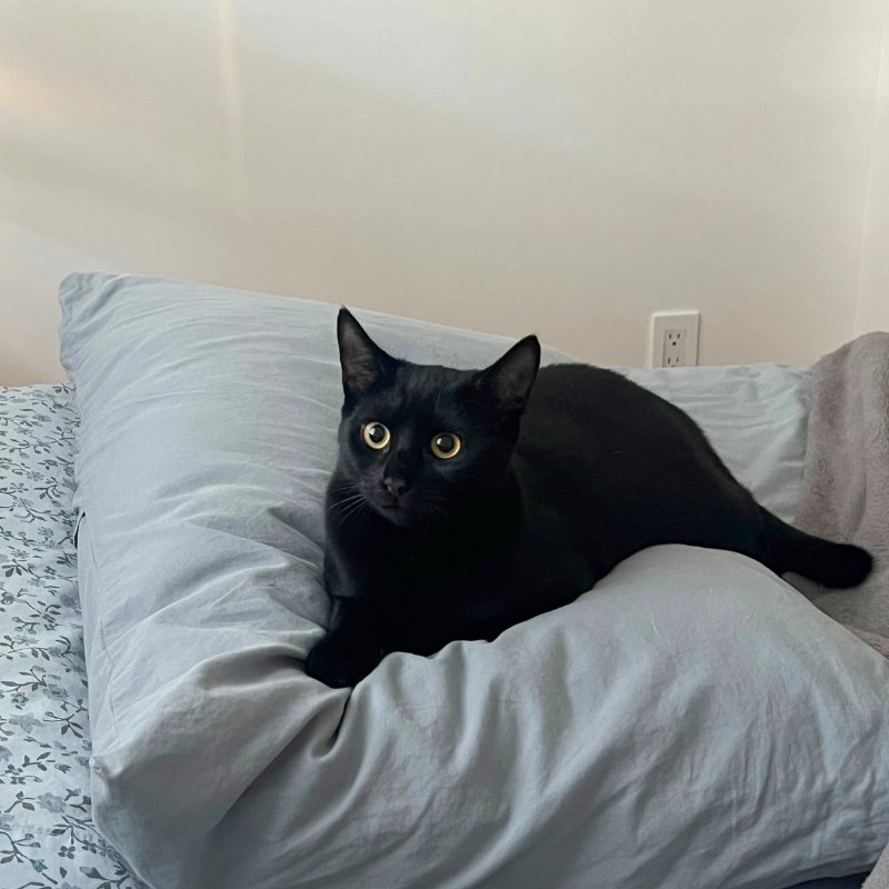 THEO - Domestic Short Hair available for adoption