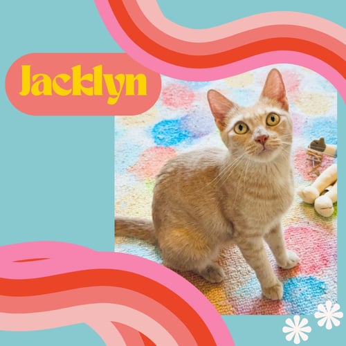 JACKLYN - Domestic Short Hair for adoption in Yonkers