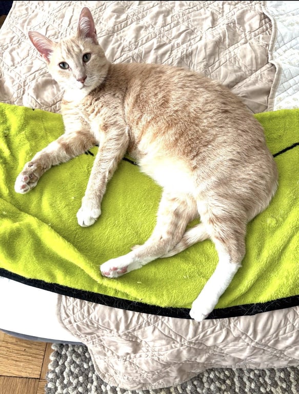Mango Image