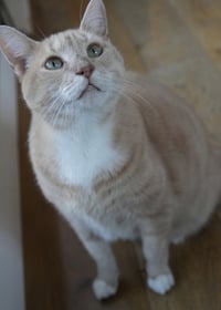 Mango - Photo 4