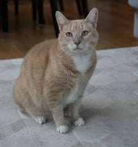 Mango - Photo 5
