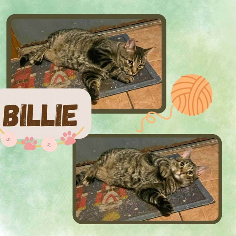 Billie Image