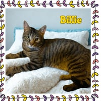 Billie - Photo 2
