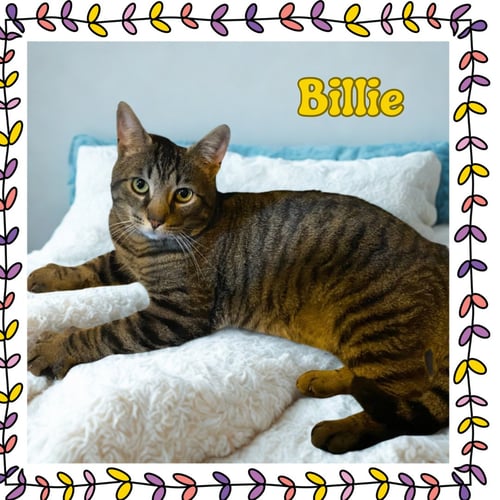 BILLIE - Domestic Short Hair available for adoption