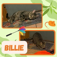 Billie - Photo 3