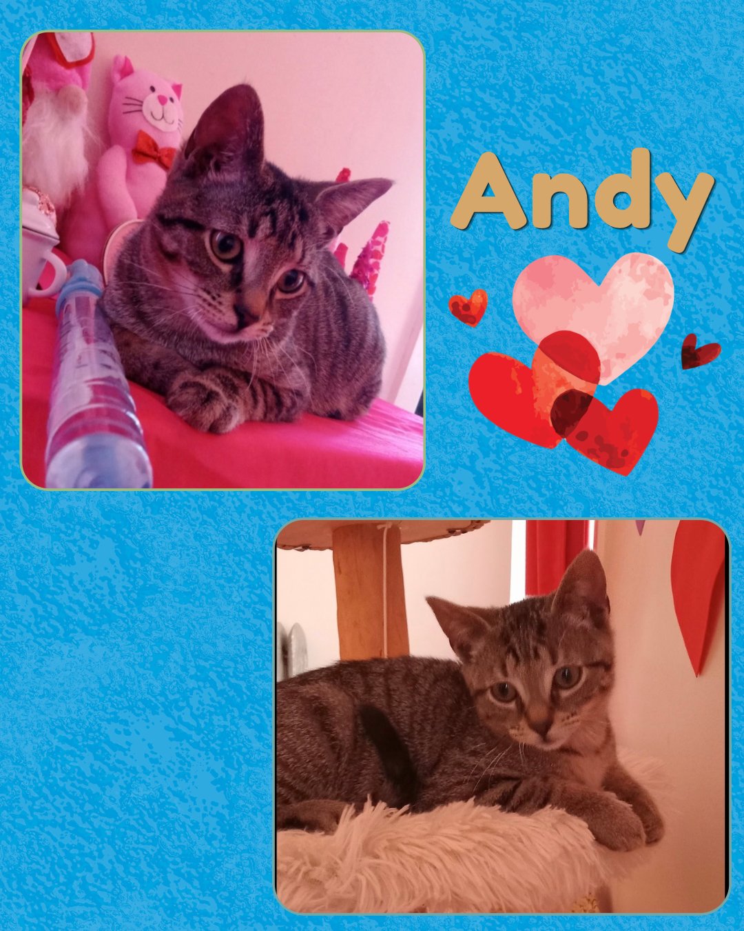 ANDY - Tabby available for adoption