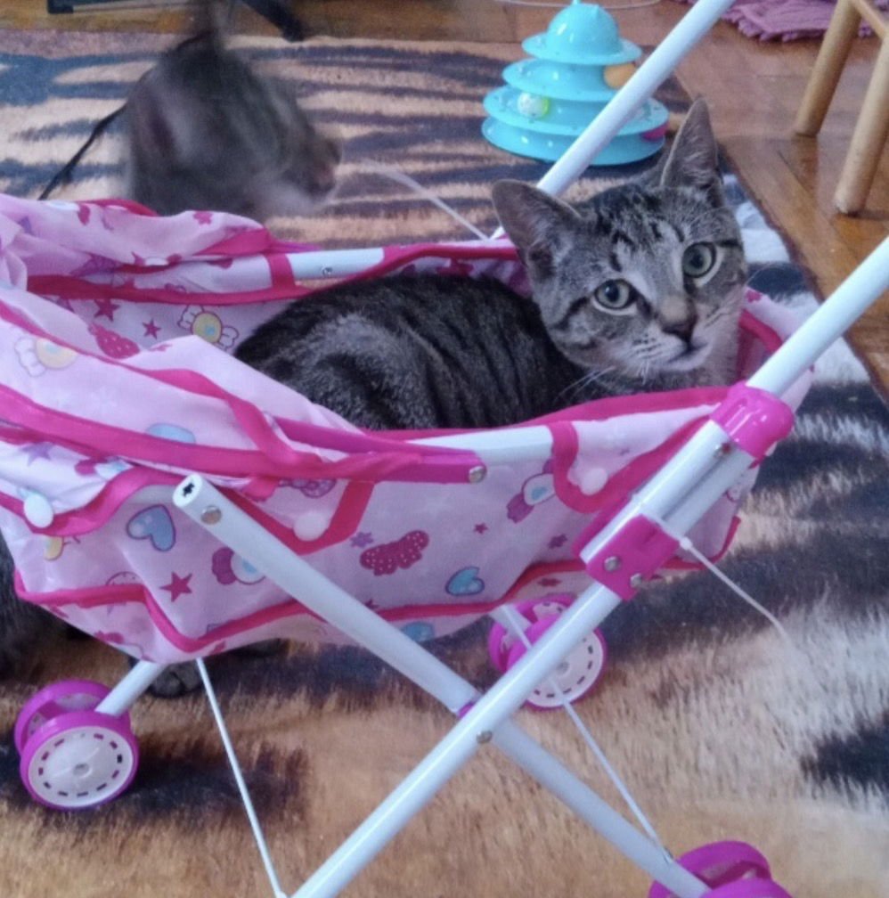 ANDY - Tabby available for adoption