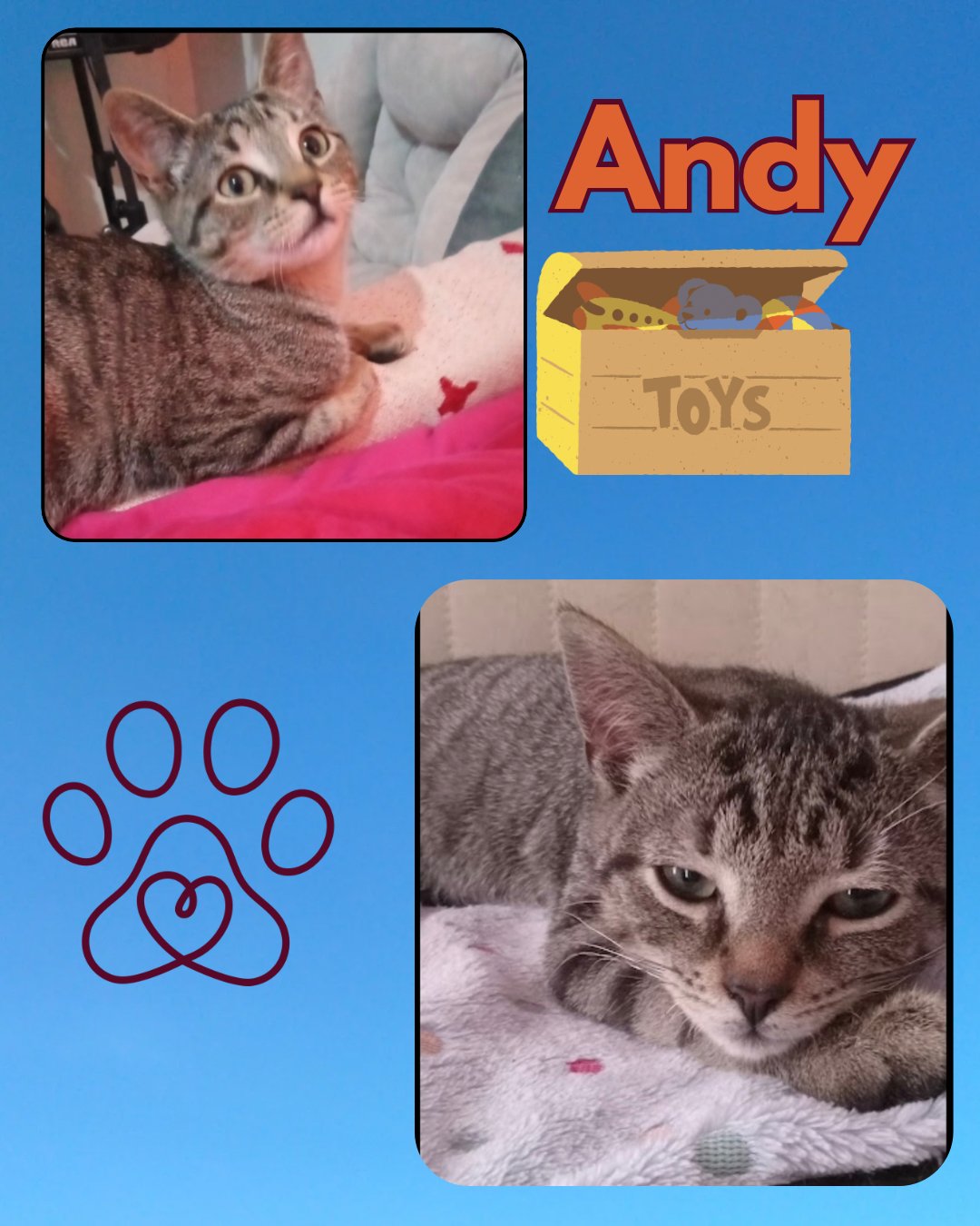 Andy - Photo 3