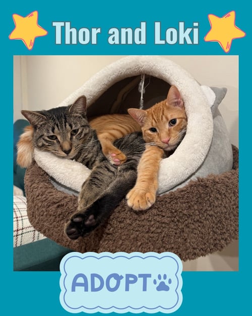THOR AND LOKI - Domestic Short Hair available for adoption