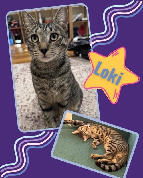 THOR AND LOKI - Domestic Short Hair available for adoption