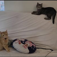 Thor and Loki - Photo 6
