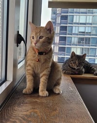 Thor and Loki - Photo 4