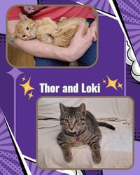 Thor and Loki - Photo 3