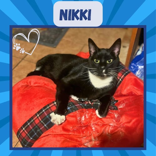 NIKKI - Domestic Short Hair / Tuxedo for adoption in Yonkers