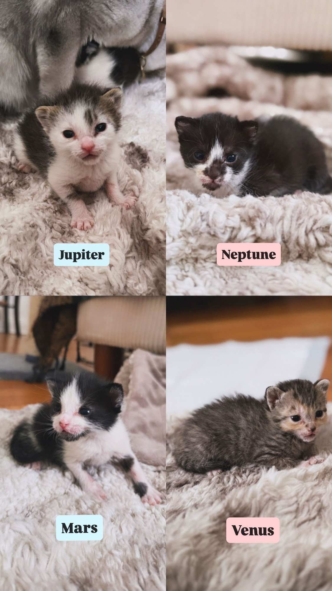 JUPITER, NEPTUNE, MARS, VENUS - Domestic Short Hair available for adoption