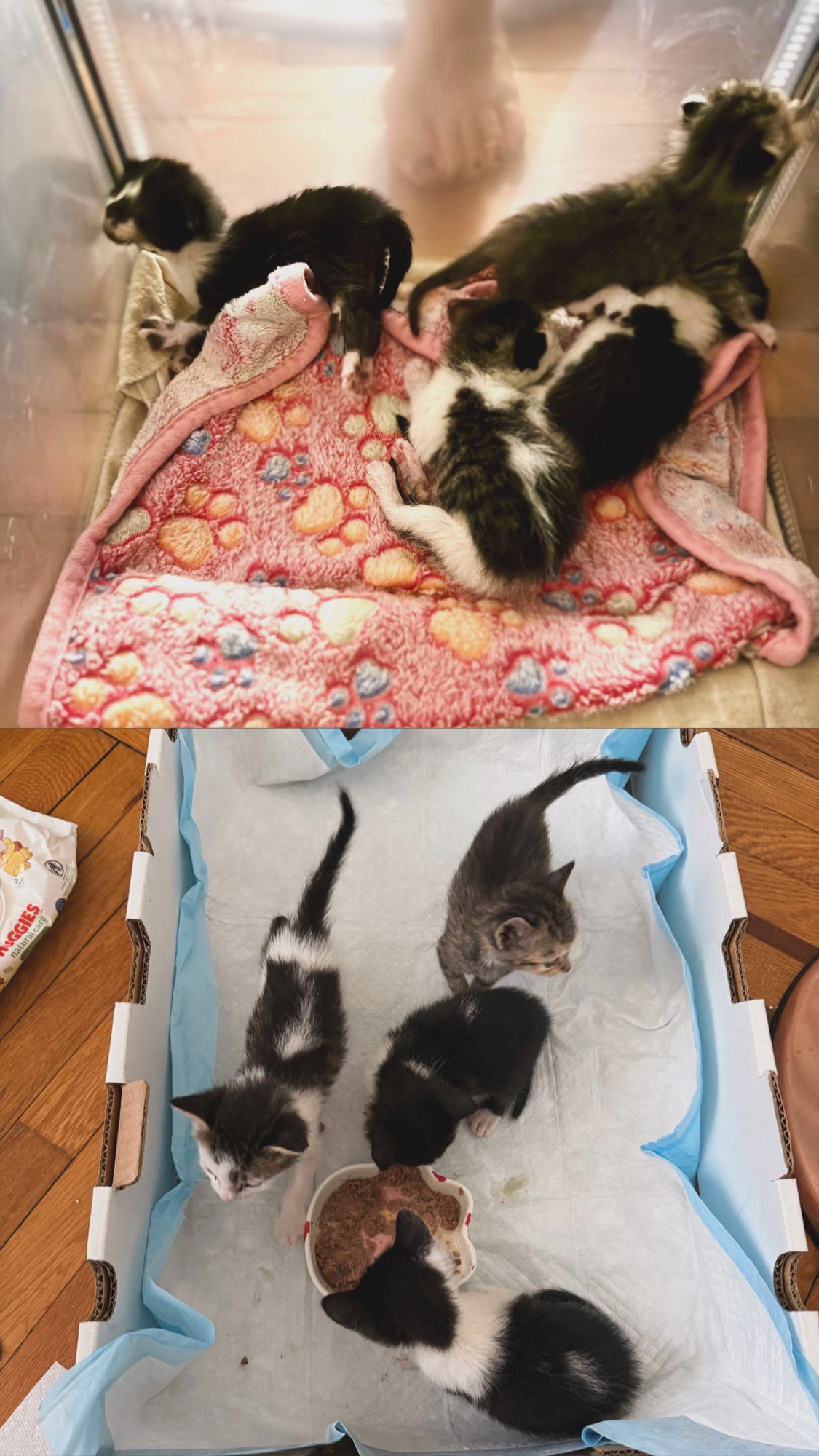 JUPITER, NEPTUNE, MARS, VENUS - Domestic Short Hair available for adoption