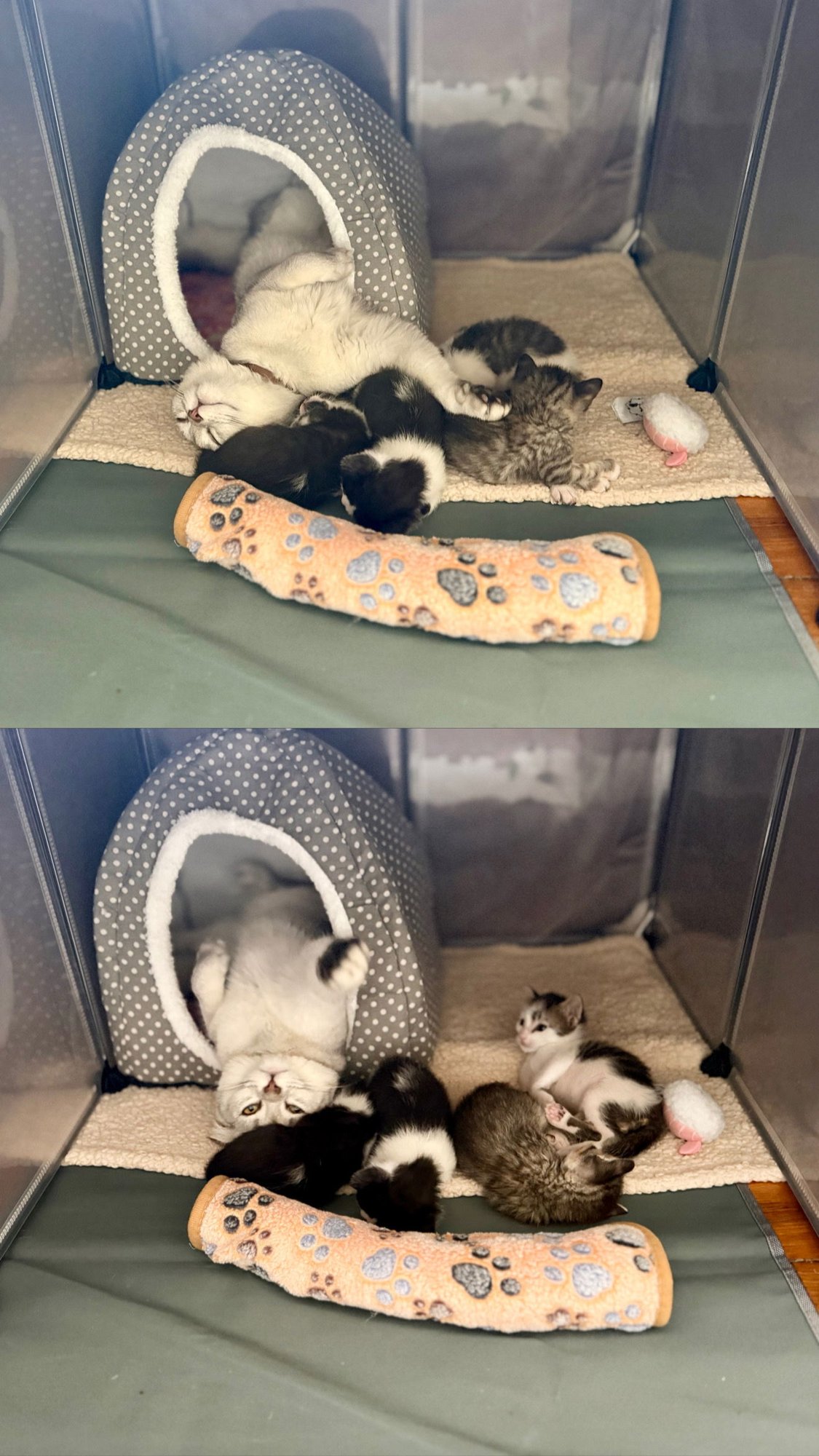 Jupiter, Neptune, Mars, Venus - Photo 3