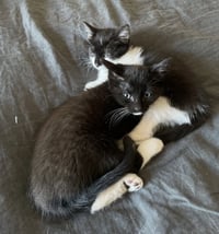 Daisy, and Damian - Photo 5