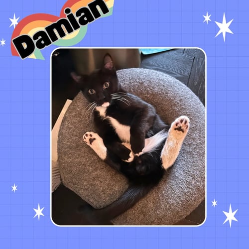 DAISY, AND DAMIAN - Domestic Short Hair available for adoption