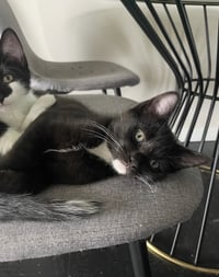 Daisy, and Damian - Photo 6