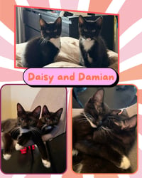 Daisy, and Damian - Photo 3