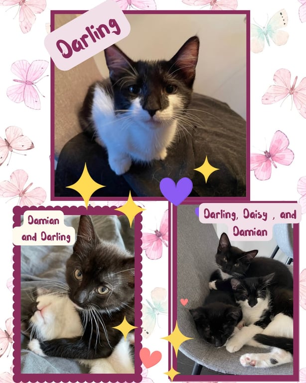 Daisy, and Damian Image